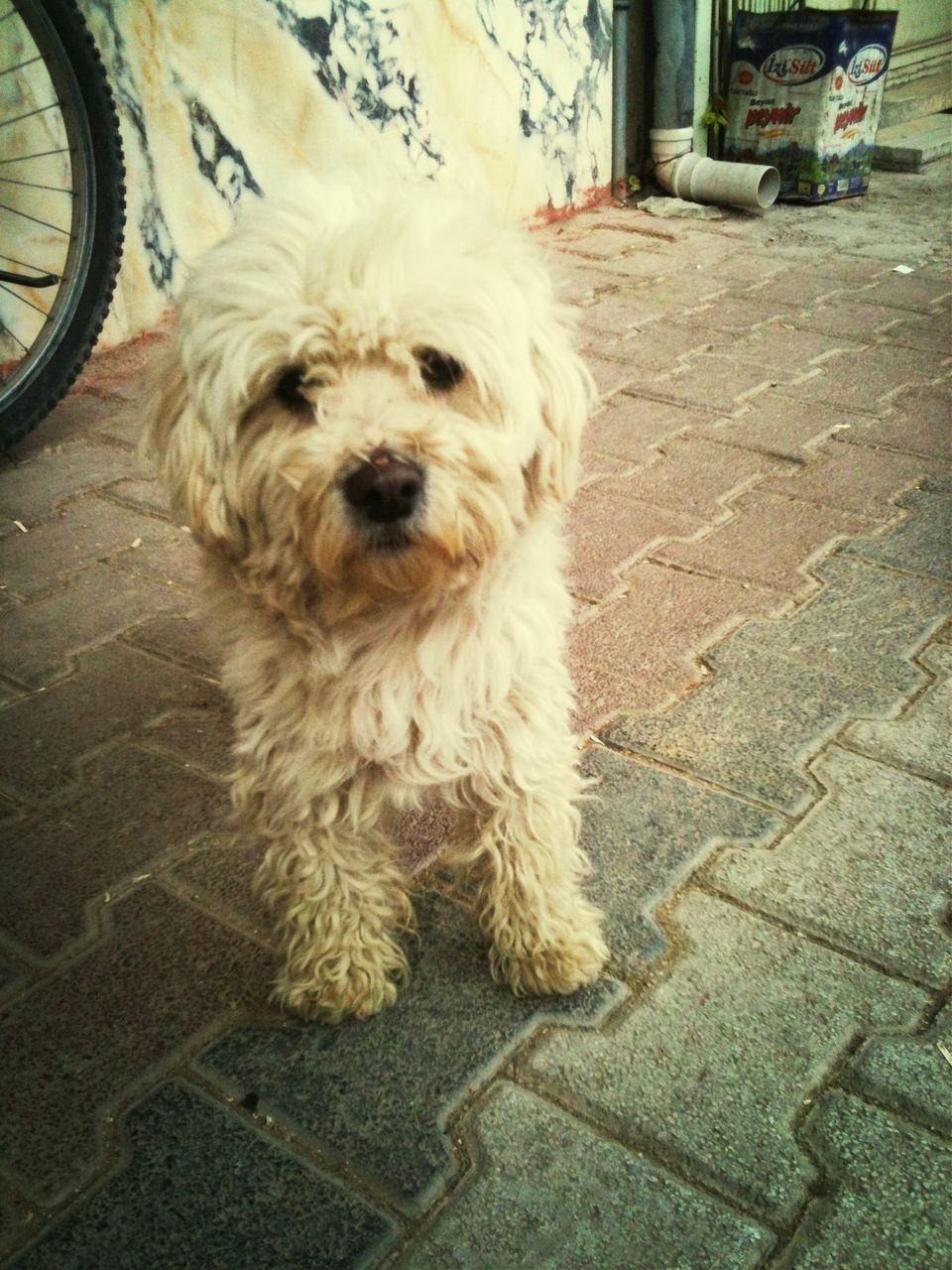 domestic animals, pets, dog, animal themes, one animal, mammal, street, portrait, looking at camera, sitting, transportation, car, sidewalk, relaxation, animal hair, outdoors, no people, full length, road, day