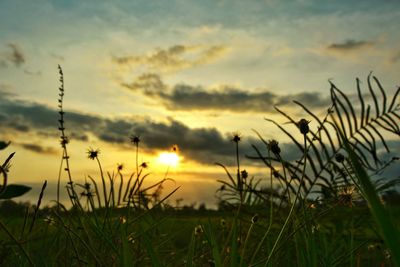 Close-up of grass in field against sky during sunset