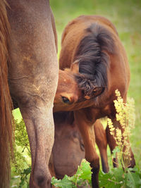 Close-up of foal suckling