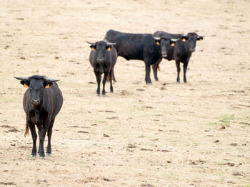 Cows standing in a field