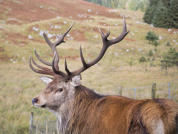 Close-up of deer on field