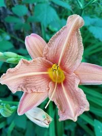 Close-up of orange day lily flower