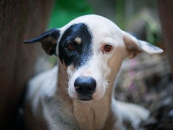 Close-up portrait of dog looking at camera