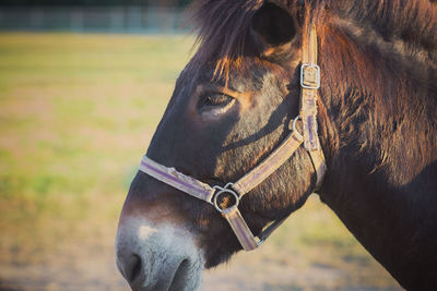 Close-up of horse on field