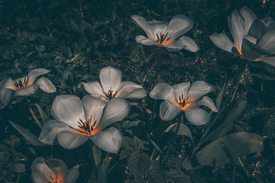 Close-up of white flowering plants on field