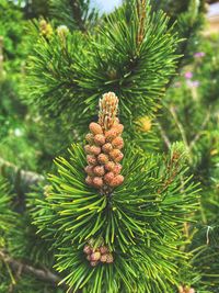 Close-up of pine cone on tree