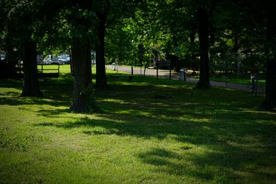 Trees in park