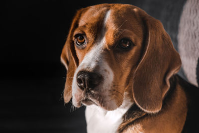 Muzzle of a dog beagle close-up looking at the camera. expressive look