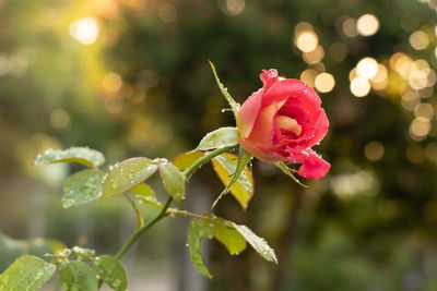 Close-up of wet pink rose