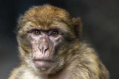 Close-up portrait of barbary macaque