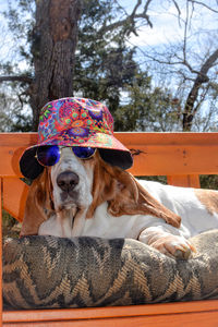 Side view of dog sitting on swing wearing hat and sunglasses 