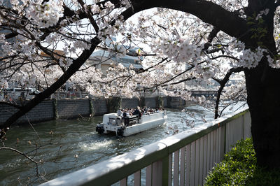 Boat travelling on a cherry blossomed river through a japanese town