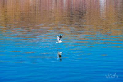 Bird swimming in lake