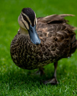 Close-up of mallard duck on field