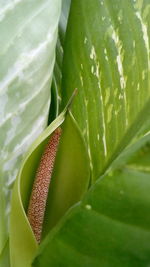 Close-up of leaf on plant