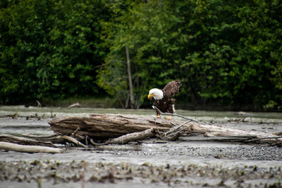 View of bird on wooden logs in forest