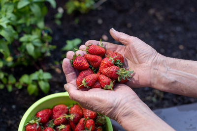 Cropped image of hand holding strawberries