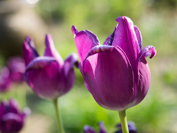 Close-up of purple tulip