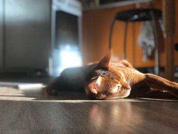 Cat sleeping on floor at home