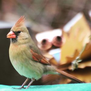 Close-up of bird perching outdoors