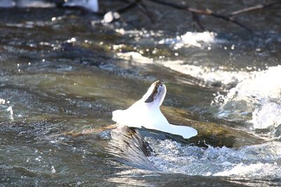 High angle view of bird swimming in lake