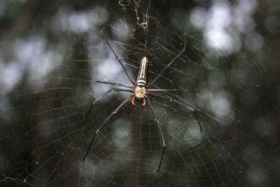 Close-up of golden silk orb-weaver\ on web