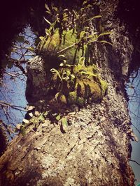 Close-up of tree against sky