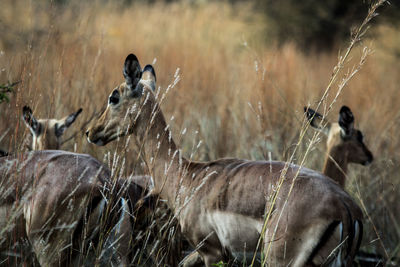 Fawns standing amidst plants on field