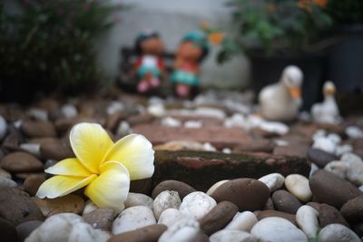 Close-up of flower on rock