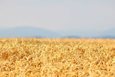 Close-up of wheat field against sky