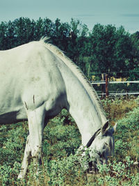 View of horse on field