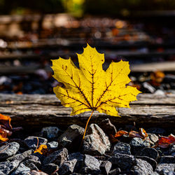 Close-up of yellow maple leaf on land