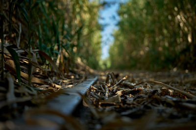 Surface level of fallen tree on field in forest