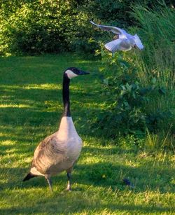 Duck in grass