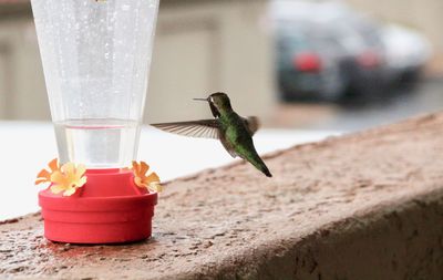 Close-up of bird flying