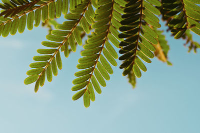 Low angle view of leaves