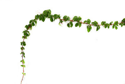 Close-up of ivy against white background