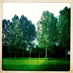 Trees on grassy field in park