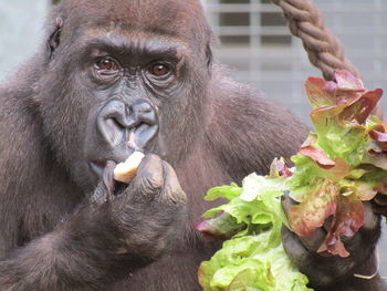 Portrait of monkey eating