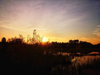 Silhouette plants on field against sky during sunset