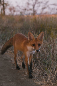 Fox on field