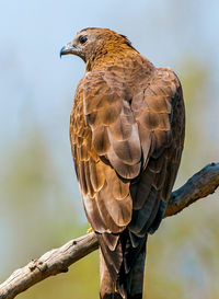 Close-up of bird perching on branch