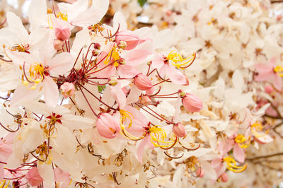 Close-up of pink cherry blossom tree