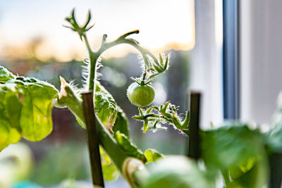 Close-up of fruit growing on plant