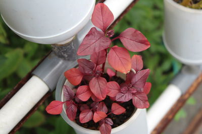 High angle view of potted plant hanging on railing