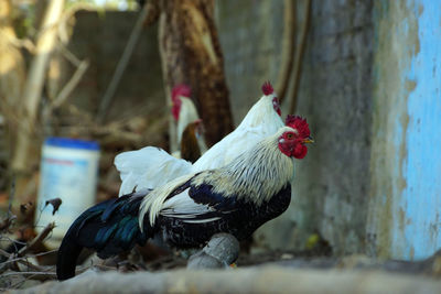 Close-up of rooster