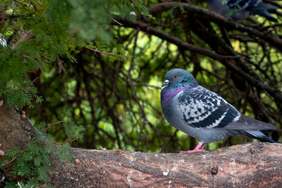 Close-up of bird perching on a tree