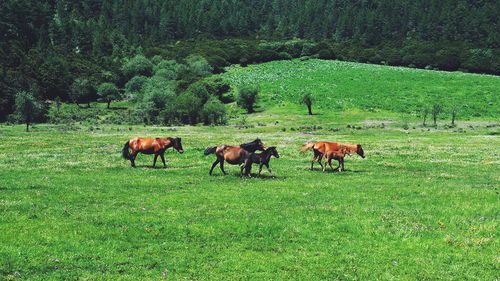 Horses grazing on grassy field