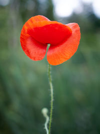 Close-up of red poppy flower