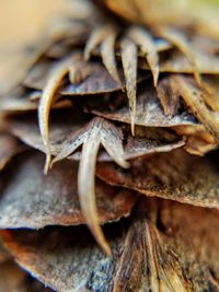 Close up of leaf